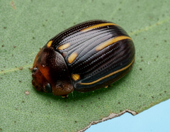 Paropsisterna lineata