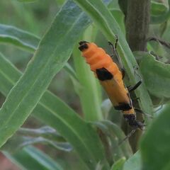 Chauliognathus imperialis