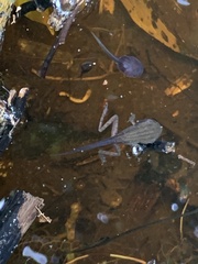 Polypedates leucomystax