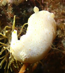 Goniobranchus epicurius