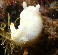 Goniobranchus epicurius