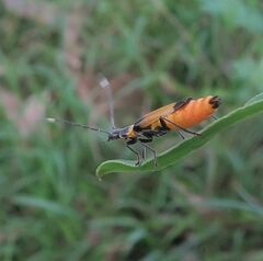 Chauliognathus imperialis