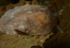 Pleurobranchaea maculata