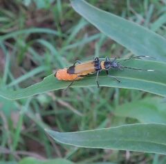 Chauliognathus imperialis