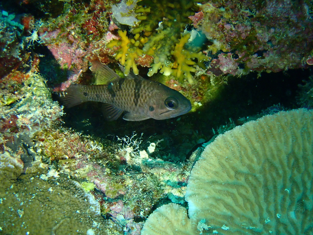 Threespot Cardinalfish
