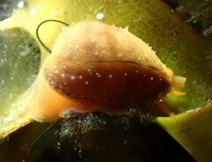 Notocypraea comptonii