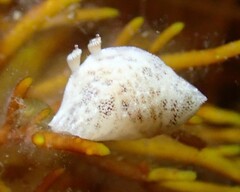 Nudibranchia