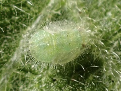 Bactericera lavaterae