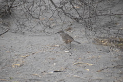 Toxostoma cinereum