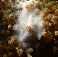 Marionia platyctenea