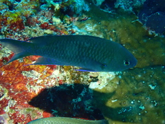 Neopomacentrus metallicus