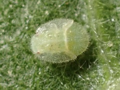 Bactericera lavaterae
