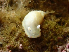 Goniobranchus epicurius