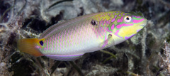 Three-Spot Wrasse photo 4
