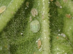 Bactericera lavaterae