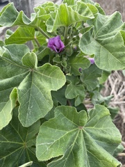 Bactericera lavaterae