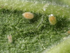 Bactericera lavaterae