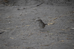 Toxostoma cinereum