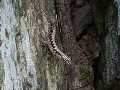 Concinnia brachysoma