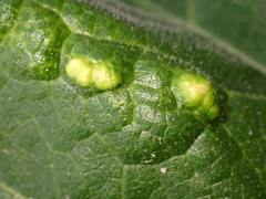 Bactericera lavaterae