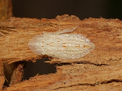 Ledromorpha