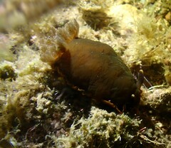 Dendrodoris arborescens