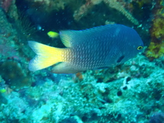 Pomacentrus flavioculus