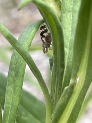 Austrotephritis fuscata