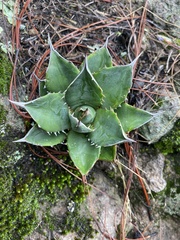 Agave applanata