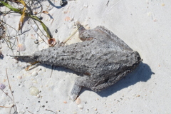 Ogcocephalidae