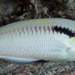 Zigzag Wrasse - Photo (c) Wayne and Pam Osborn, some rights reserved (CC BY-NC), uploaded by Wayne and Pam Osborn