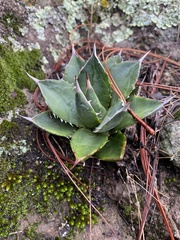 Agave applanata