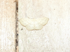 Scopula umbilicata