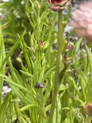 Austrotephritis fuscata