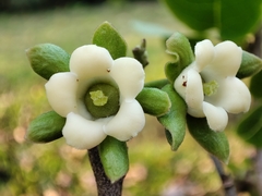 Diospyros ehretioides