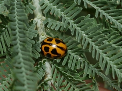 Peltoschema oceanicum