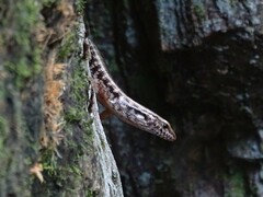 Concinnia brachysoma