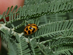 Peltoschema oceanicum