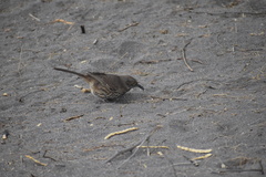 Toxostoma cinereum