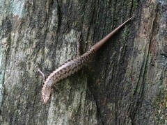 Concinnia brachysoma