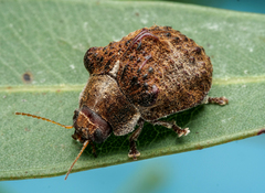 Trachymela papuligera