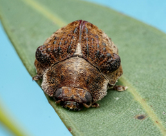 Trachymela papuligera