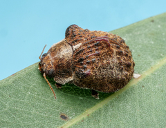 Trachymela papuligera