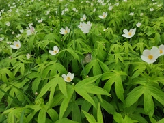 Anemonastrum dichotomum