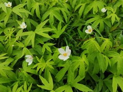 Anemonastrum dichotomum