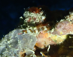 Corythoichthys amplexus