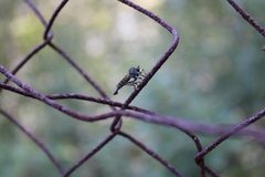 Neoitamus socius