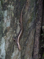 Concinnia brachysoma