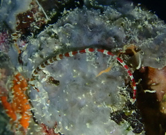 Corythoichthys amplexus