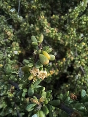 Lycium californicum